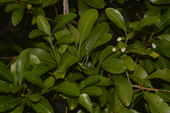 Acronychia littoralis