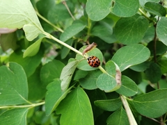 Harmonia axyridis