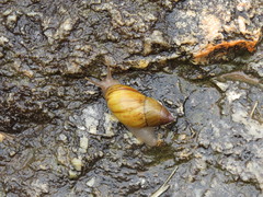 Bothriembryon indutus