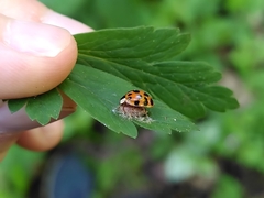 Harmonia axyridis