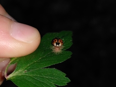 Harmonia axyridis