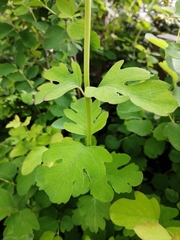 Symphoricarpos albus