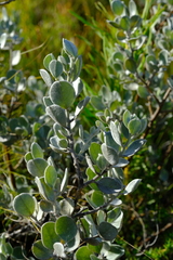 Podalyria hirsuta