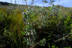 Podalyria hirsuta