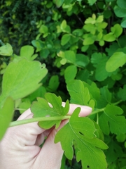 Symphoricarpos albus