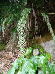 Asplenium aethiopicum
