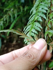 Asplenium aethiopicum