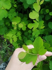 Symphoricarpos albus