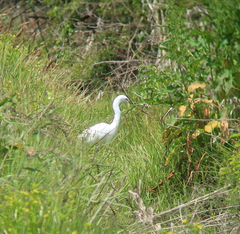 Ardea intermedia