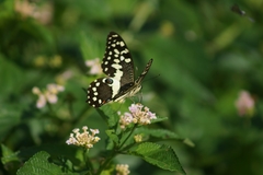 Papilio demodocus demodocus