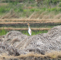Bubulcus ibis