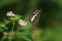 Papilio demodocus demodocus