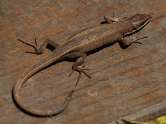Takydromus intermedius