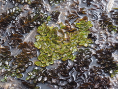 Salvinia molesta