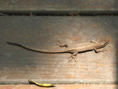 Takydromus intermedius