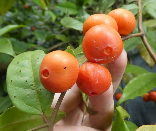 Olax mannii · iNaturalist