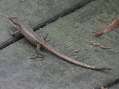 Takydromus intermedius