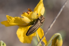 Agrilus obtusus