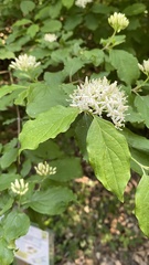 Cornus sanguinea