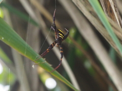 Argiope reinwardti