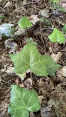 Hedera