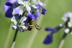 Dianthidium texanum