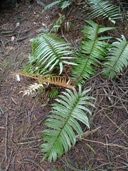 Blechnum vestitum