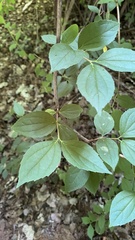 Philadelphus coronarius