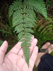 Dryopteris pseudocaenopteris