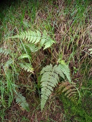 Dryopteris pseudocaenopteris