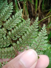 Dryopteris pseudocaenopteris