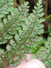 Dryopteris pseudocaenopteris