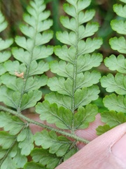 Dryopteris pseudocaenopteris