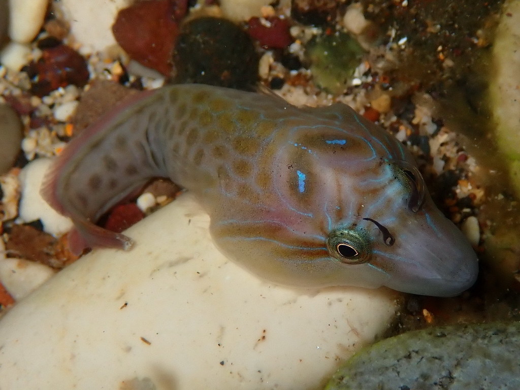 Shore Clingfish