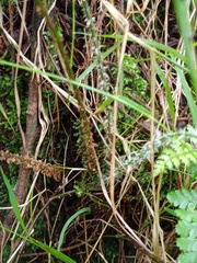 Dryopteris pseudocaenopteris