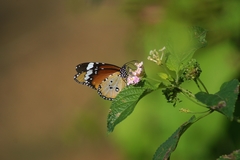 Danaus chrysippus