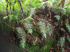 Asplenium truncatum