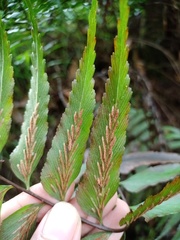 Asplenium truncatum