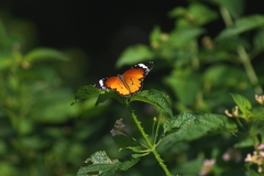 Danaus chrysippus