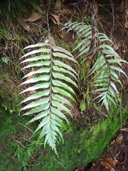 Asplenium truncatum