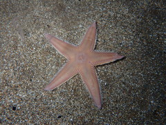 Astropecten irregularis