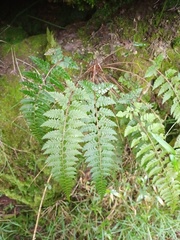 Athyrium anisopterum