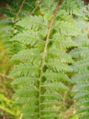 Athyrium anisopterum