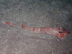 Chelidonichthys obscurus