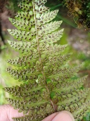 Athyrium anisopterum