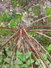 Athyrium anisopterum