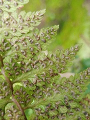 Athyrium anisopterum