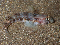 Gobius roulei
