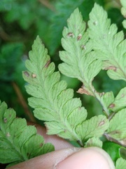 Athyrium anisopterum