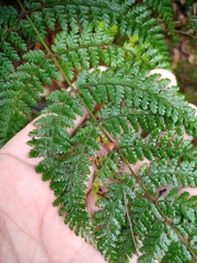 Dryopteris pseudocaenopteris